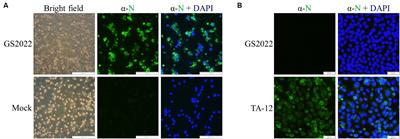 Reverse genetics construction and pathogenicity of a novel recombinant NADC30-like PRRSV isolated in China